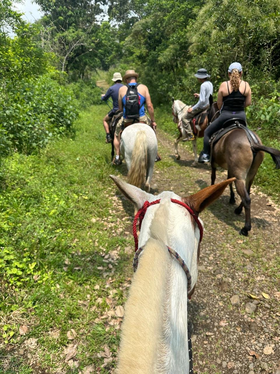 Fila de caballos
