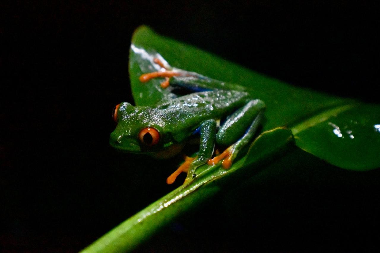 Rana calzonuda de noche