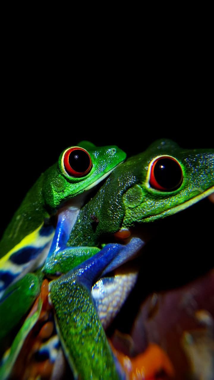 Pareja de ranas calzonudas de noche